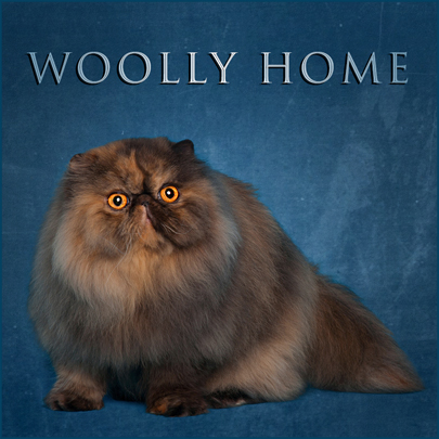 Woolly Home Banner
