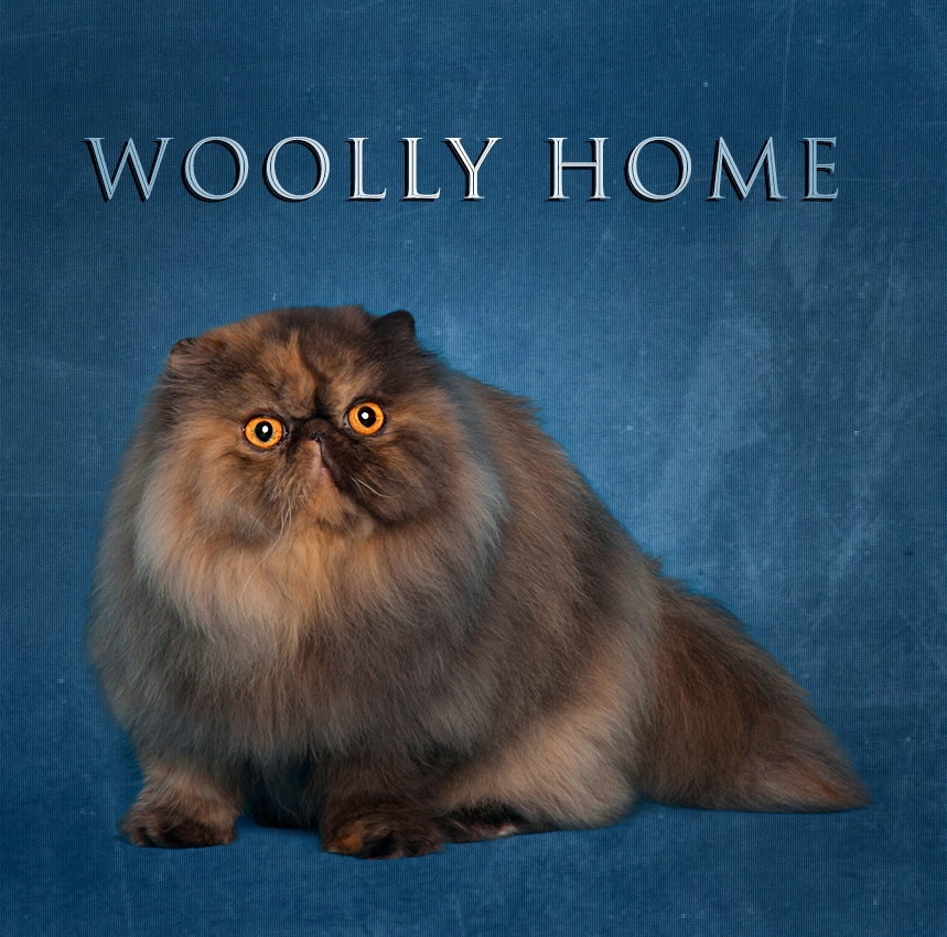 WOOLLY HOME Persians